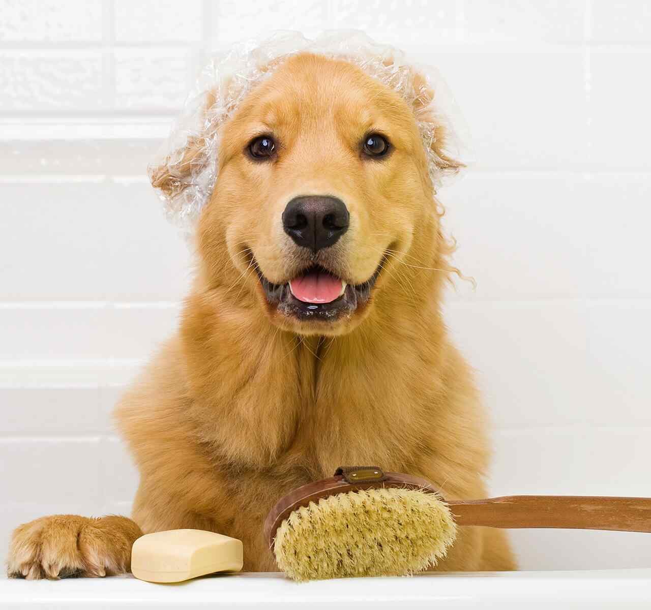 https://www.banhonopet.com.br/wp-content/uploads/2018/09/post_02-1280x1200.jpg