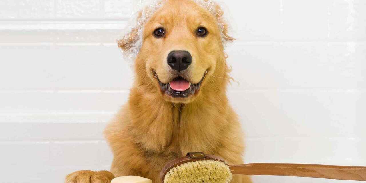 Banho em cães: Quantas vezes devo dar banho no meu cachorro?