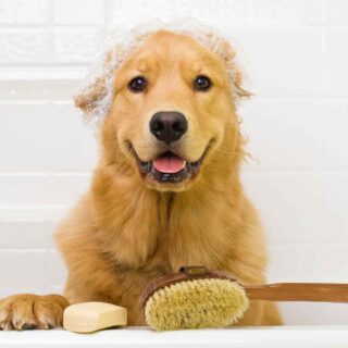 https://www.banhonopet.com.br/wp-content/uploads/2018/09/post_02-320x320.jpg