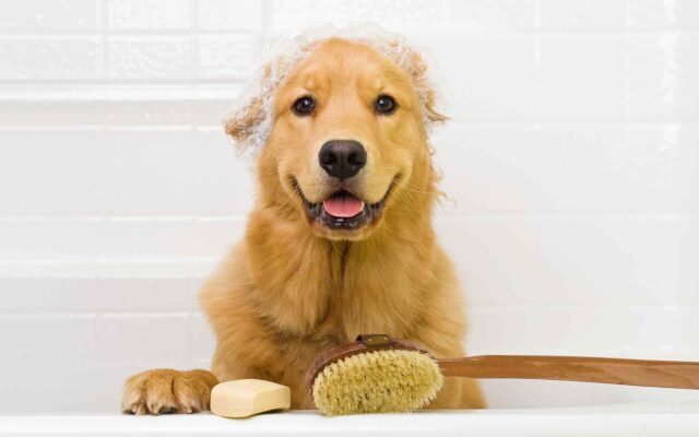 Banho em cães: Quantas vezes devo dar banho no meu cachorro?