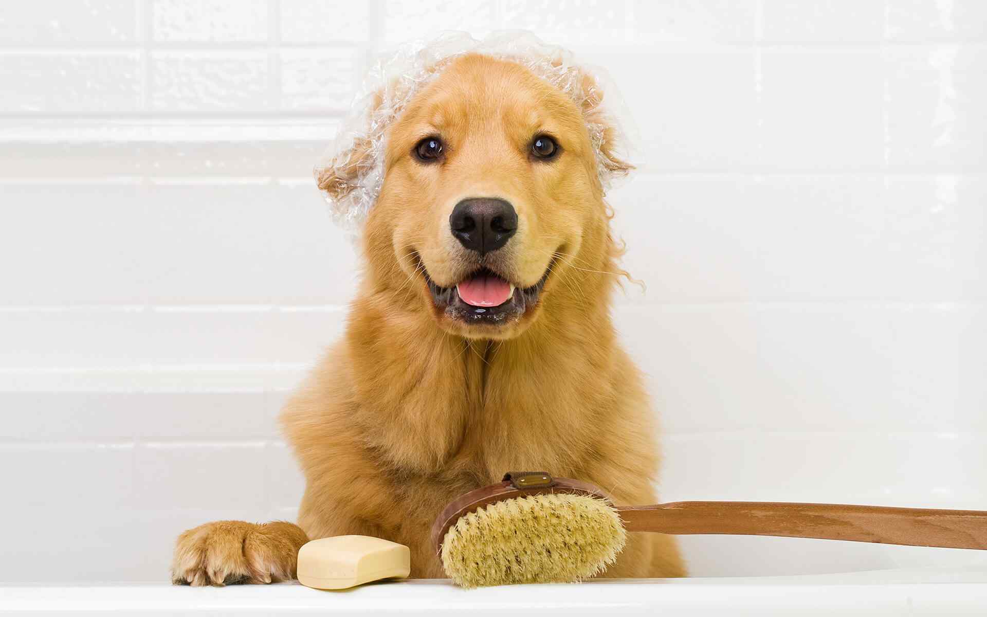 https://www.banhonopet.com.br/wp-content/uploads/2018/09/post_02.jpg