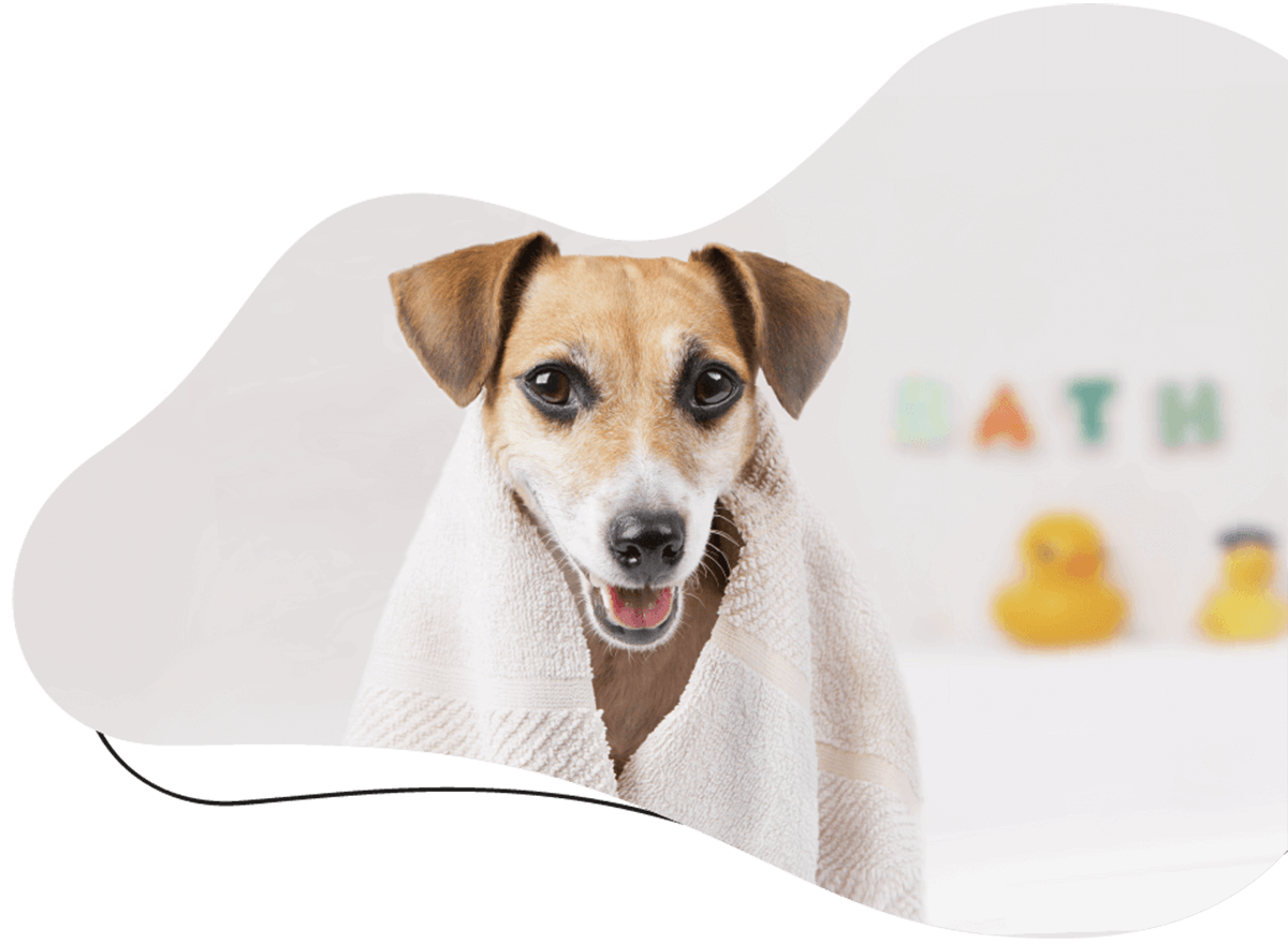 https://www.banhonopet.com.br/wp-content/uploads/2019/07/hero_image_01.png