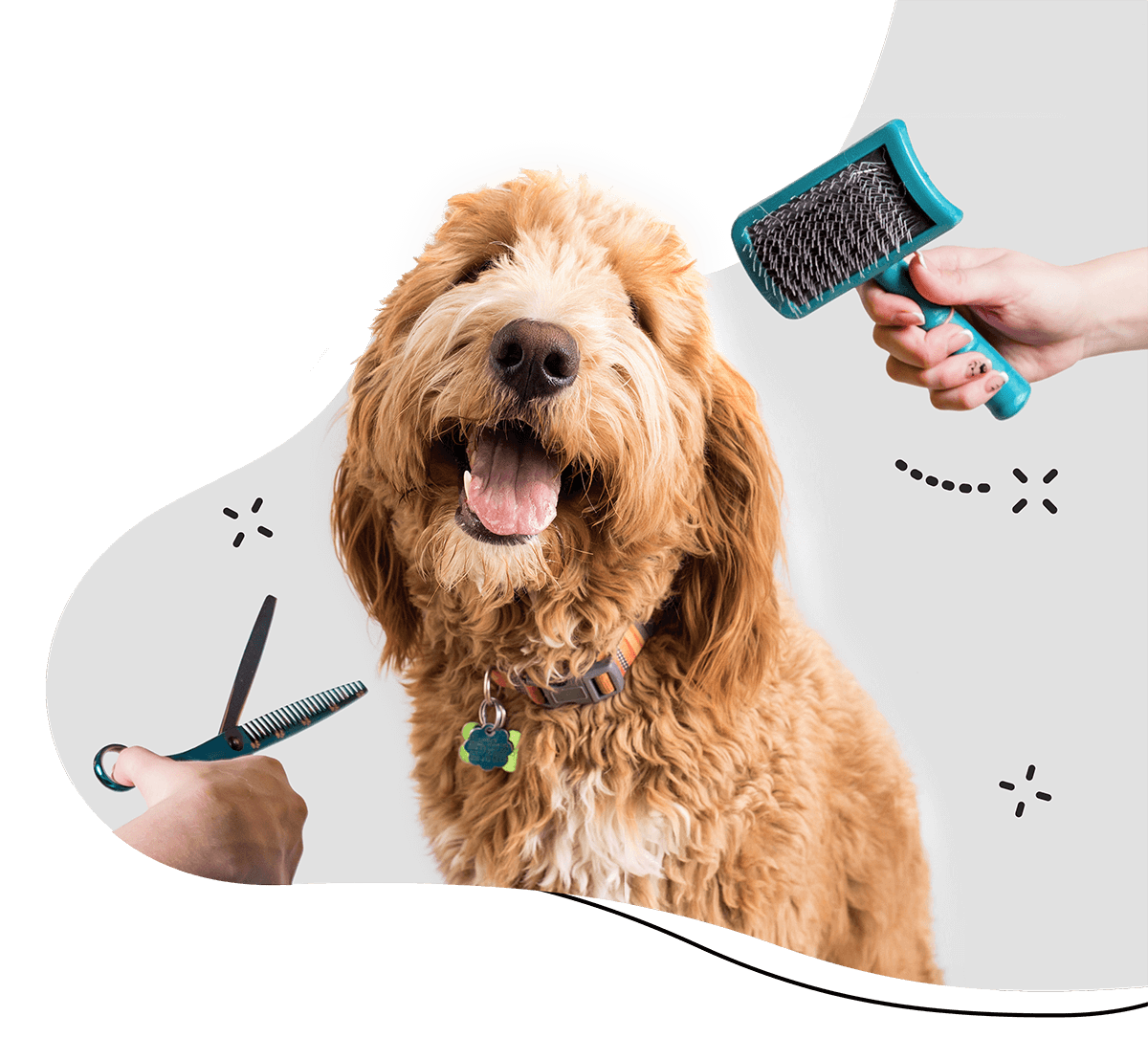 https://www.banhonopet.com.br/wp-content/uploads/2019/08/hero_home_3.png