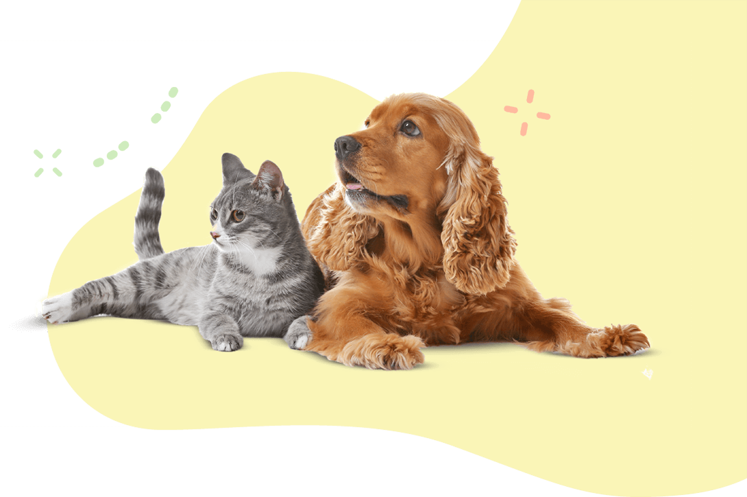 https://www.banhonopet.com.br/wp-content/uploads/2019/08/hero_image_11.png