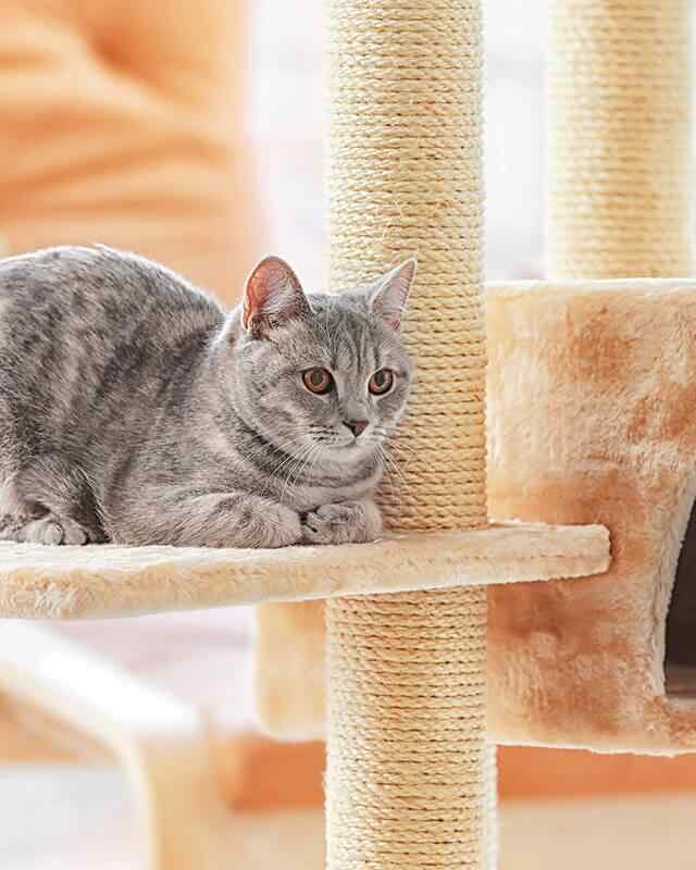 https://www.banhonopet.com.br/wp-content/uploads/2019/08/inner_image_01-640x800.jpg